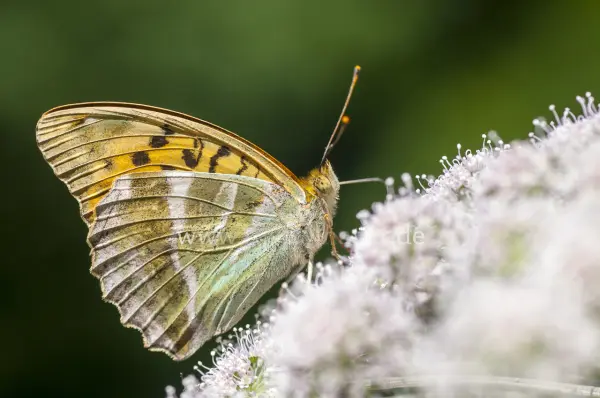 Fokus-Natur Bild