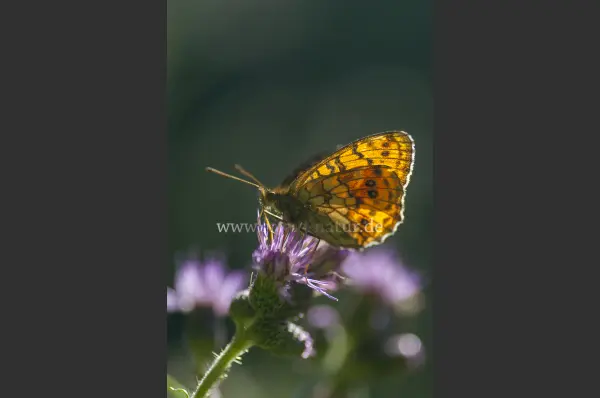 Fokus-Natur Bild