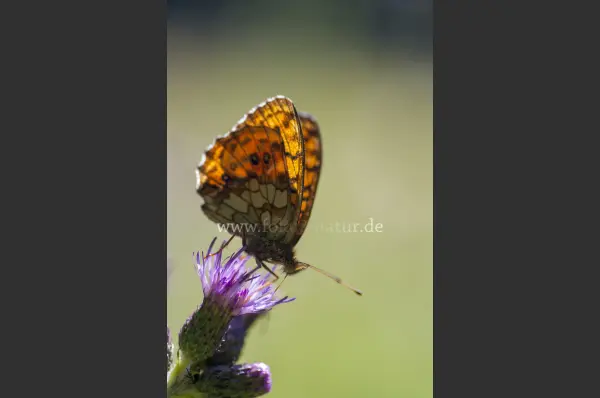 Fokus-Natur Bild