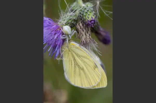 Fokus-Natur Bild