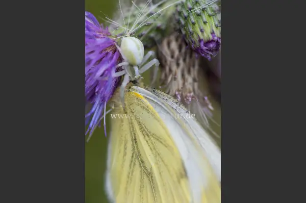 Fokus-Natur Bild