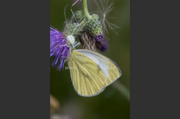Fokus-Natur Bild