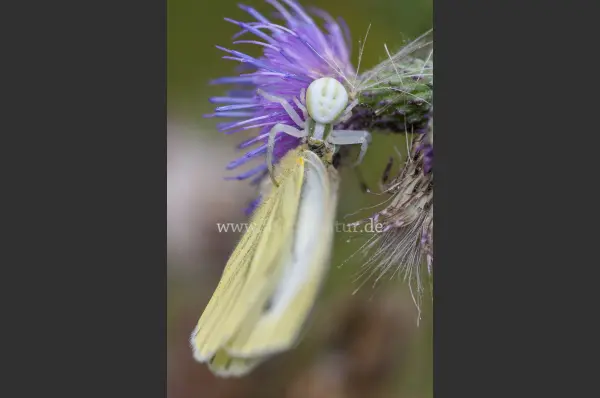 Fokus-Natur Bild