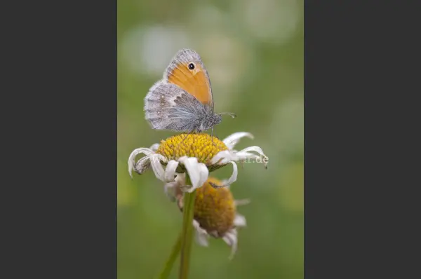 Fokus-Natur Bild