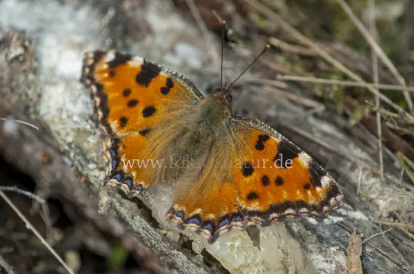 Fokus-Natur Bild