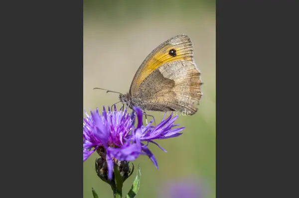 Fokus-Natur Bild
