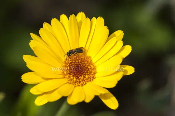 Fokus-Natur Bild
