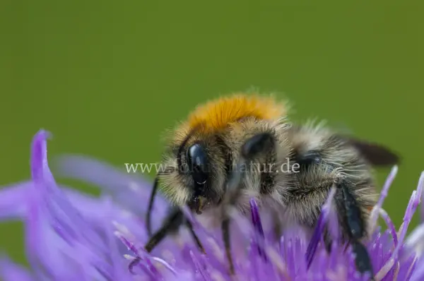 Fokus-Natur Bild