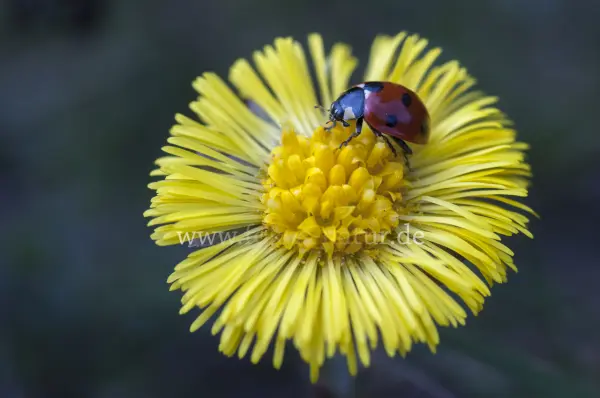 Fokus-Natur Bild