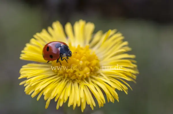 Fokus-Natur Bild