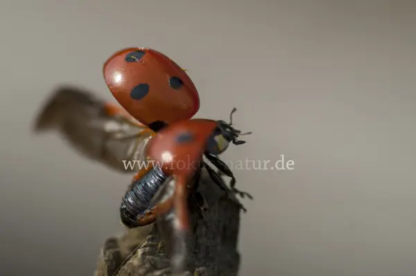 Fokus-Natur Bild