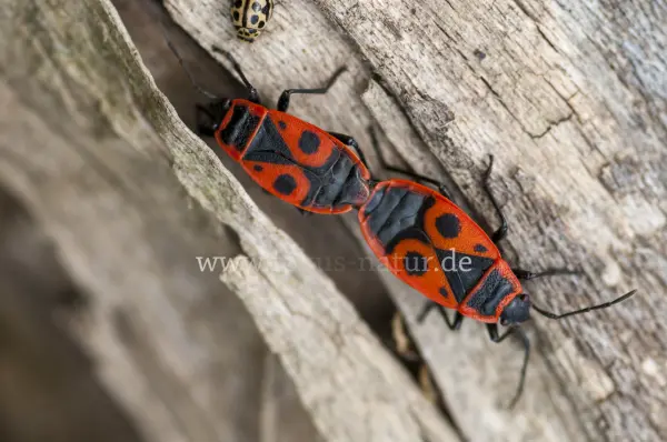 Fokus-Natur Bild