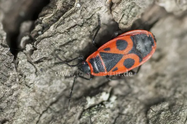 Fokus-Natur Bild