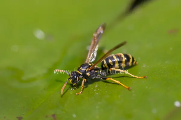 Fokus-Natur Bild