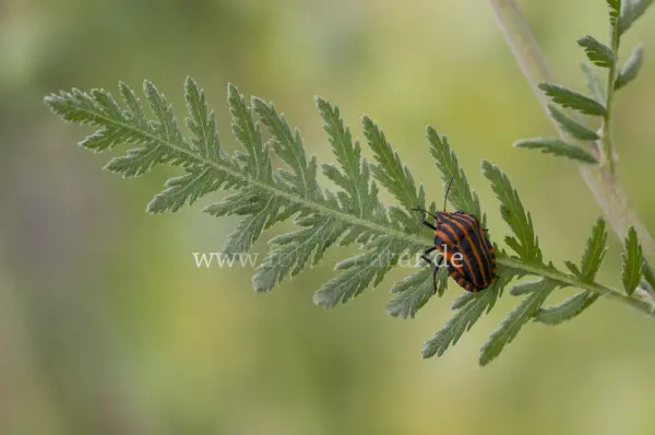 Fokus-Natur Bild