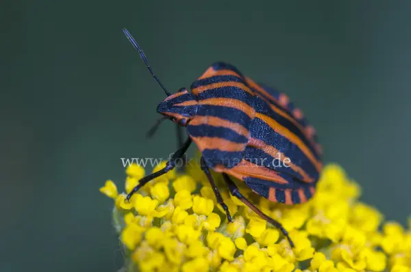Fokus-Natur Bild