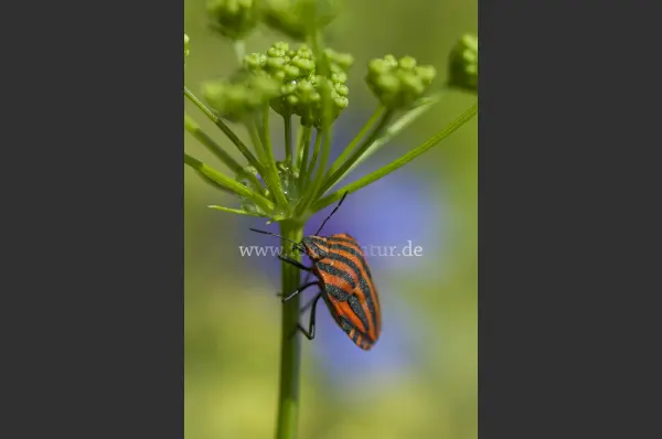 Fokus-Natur Bild