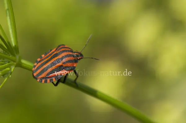 Fokus-Natur Bild
