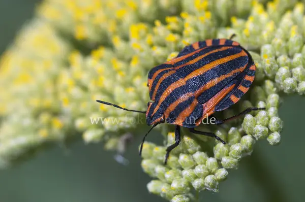 Fokus-Natur Bild