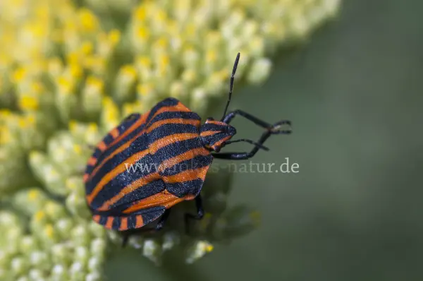 Fokus-Natur Bild