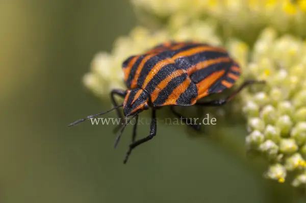 Fokus-Natur Bild