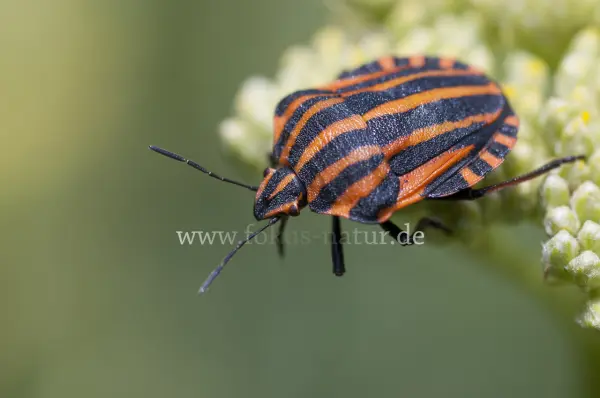 Fokus-Natur Bild