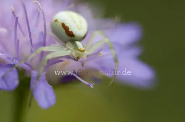 Fokus-Natur Bild