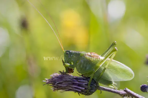 Fokus-Natur Bild