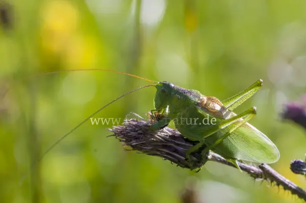 Fokus-Natur Bild