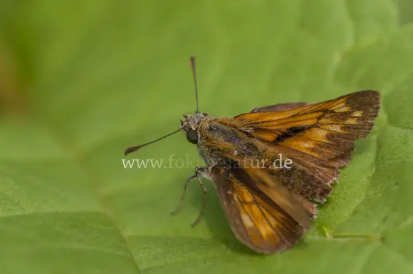 Fokus-Natur Bild