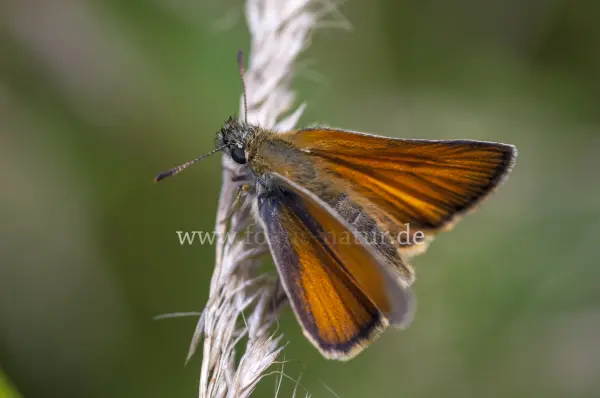 Fokus-Natur Bild