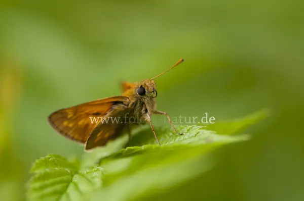 Fokus-Natur Bild