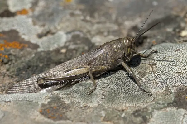 Fokus-Natur Bild