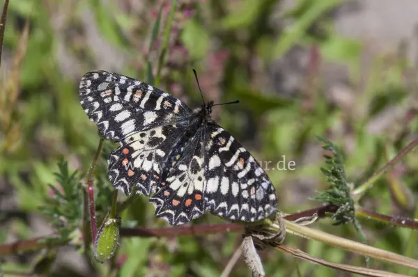 Fokus-Natur Bild