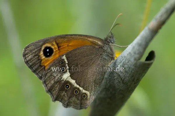 Fokus-Natur Bild