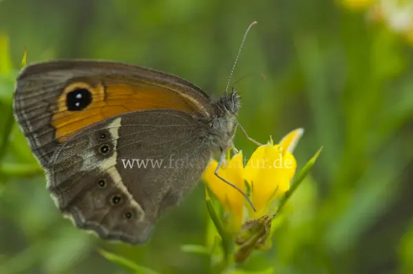 Fokus-Natur Bild