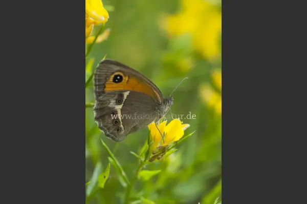 Fokus-Natur Bild