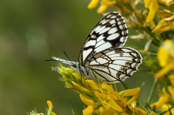 Fokus-Natur Bild
