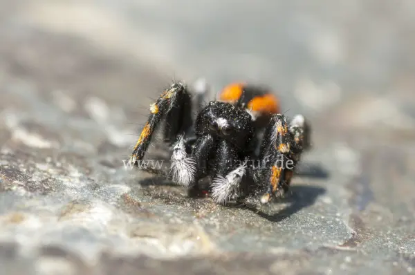 Fokus-Natur Bild