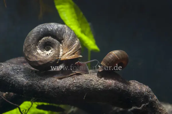 Fokus-Natur Bild