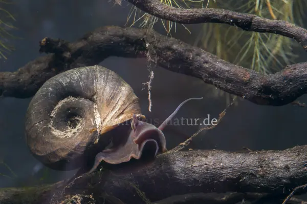 Fokus-Natur Bild