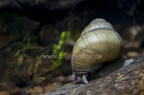 Fokus-Natur Bild