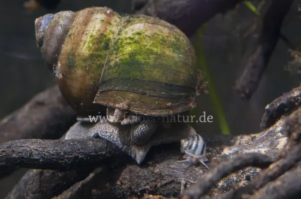 Fokus-Natur Bild