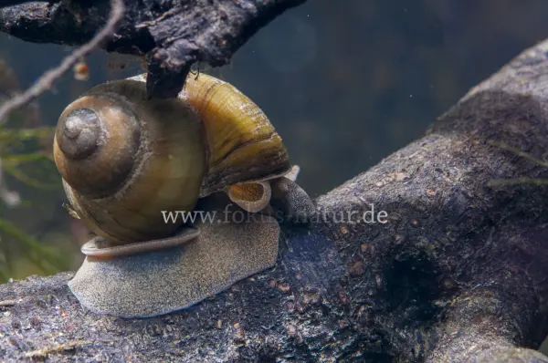 Fokus-Natur Bild