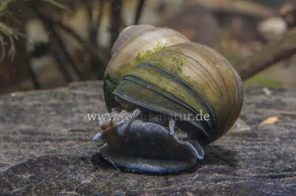 Fokus-Natur Bild