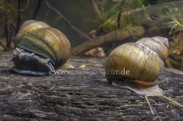 Fokus-Natur Bild