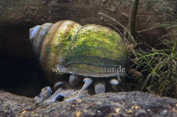 Fokus-Natur Bild