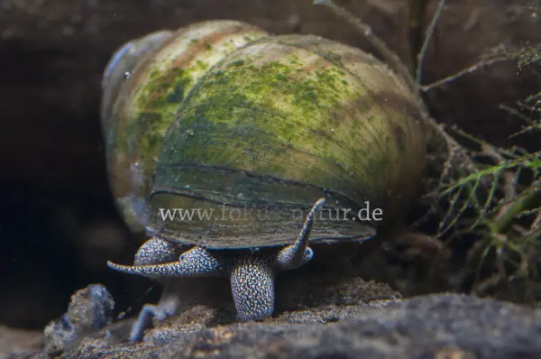 Fokus-Natur Bild