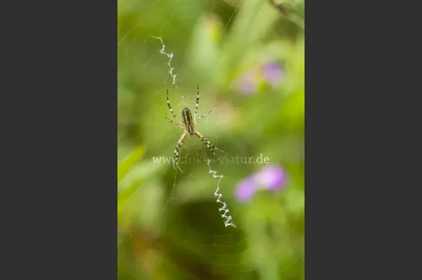 Fokus-Natur Bild