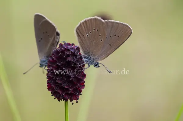 Fokus-Natur Bild